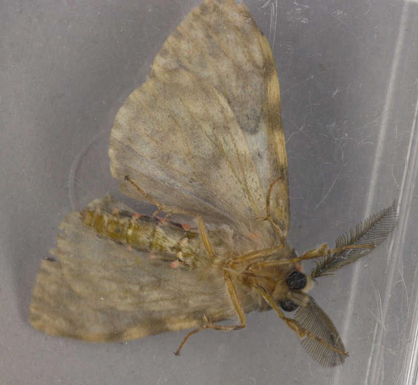 Image of Black Arches