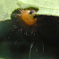 Image of Spilosoma lutea Hüfnagel 1766