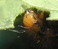 Image of Spilosoma lutea Hüfnagel 1766