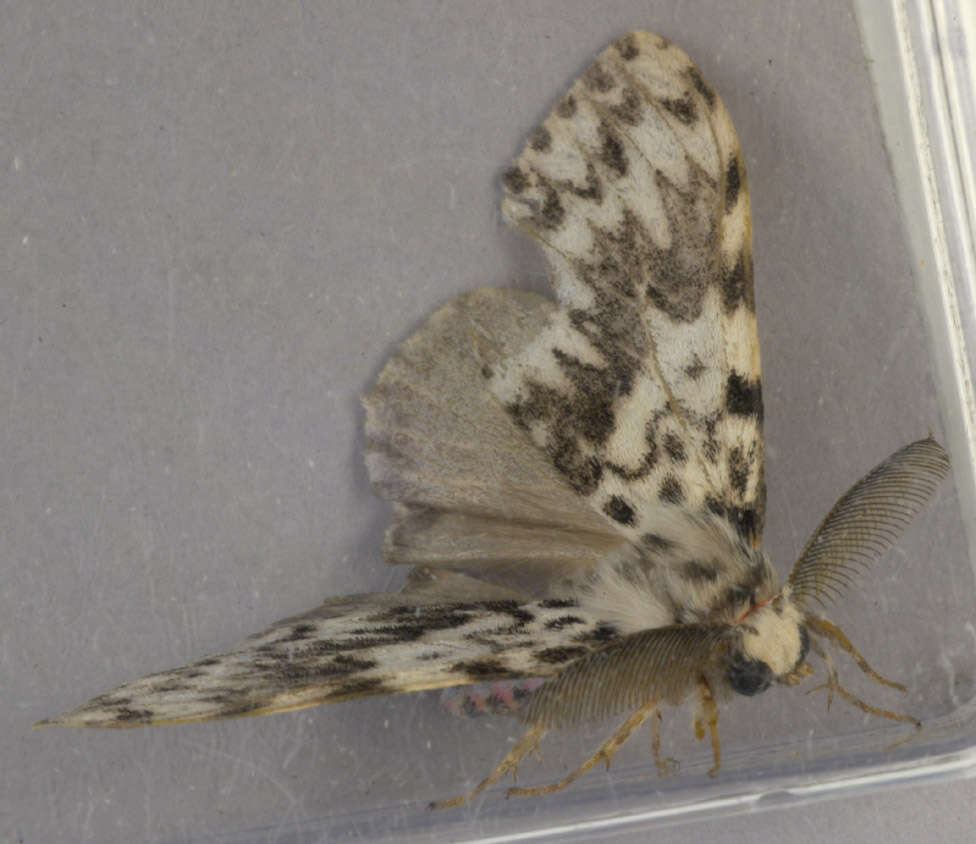 Image of Black Arches