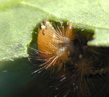 Image of Spilosoma lutea Hüfnagel 1766