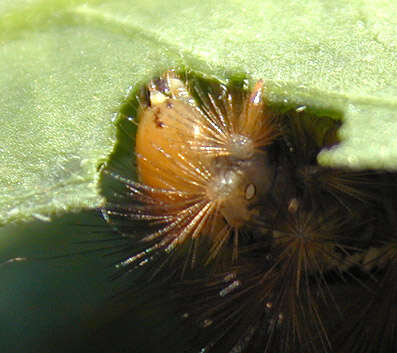 Image of Spilosoma lutea Hüfnagel 1766