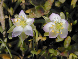 Image of Satin-Flower