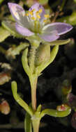 Image of Satin-Flower