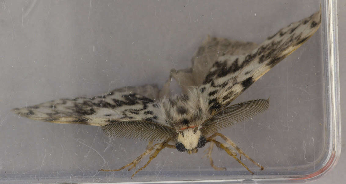 Image of Black Arches