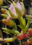 Image of Satin-Flower