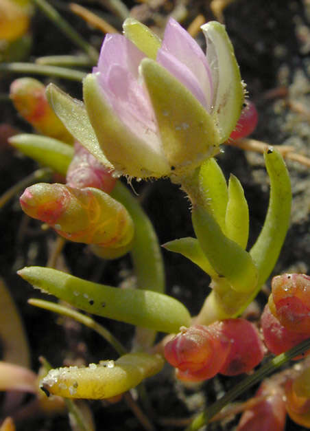 Image of Satin-Flower