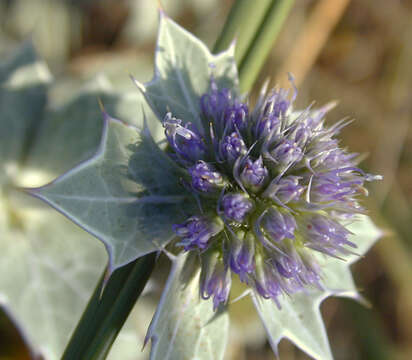 Image of sea-holly