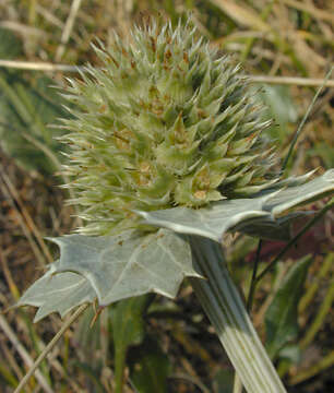 Eryngium maritimum L. resmi