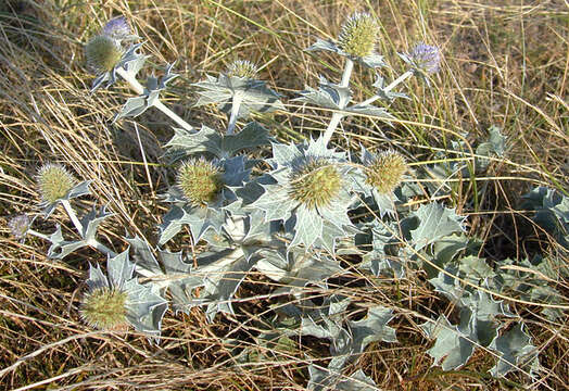 Eryngium maritimum L. resmi