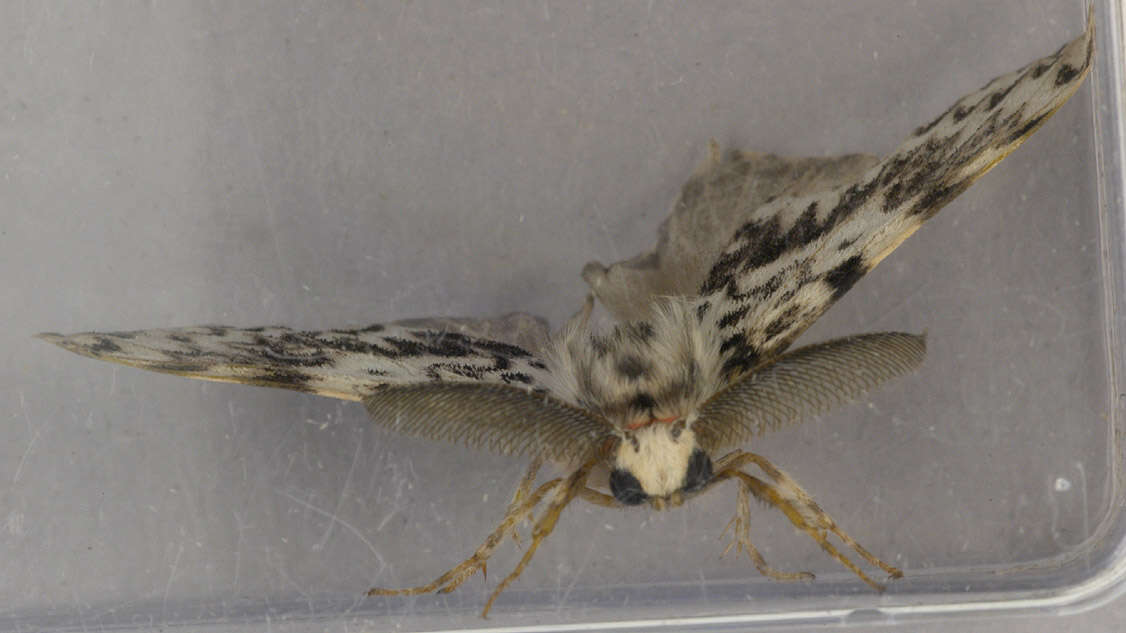 Image of Black Arches