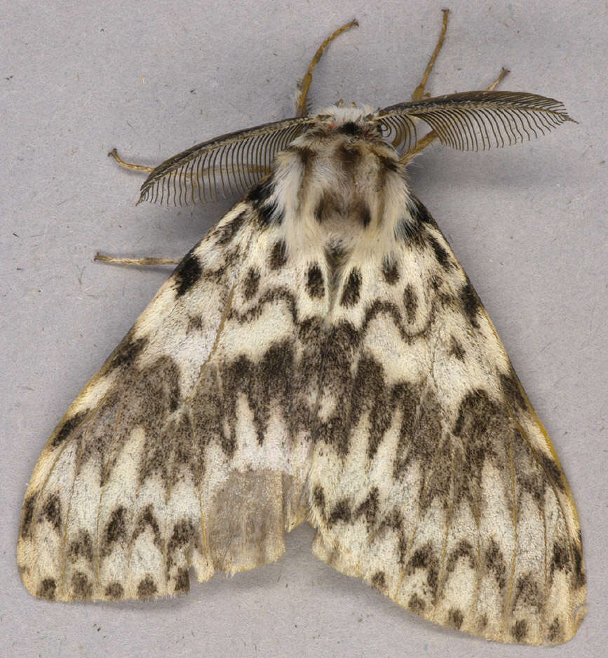 Image of Black Arches