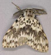 Image of Black Arches