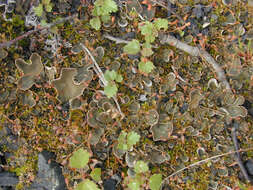 Image of felt lichen