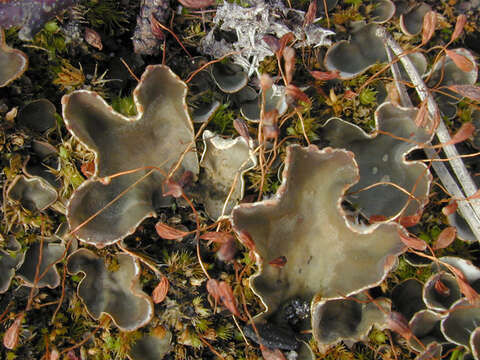 Image of felt lichen