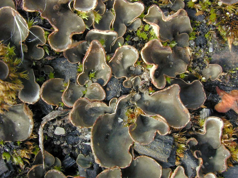 Image of felt lichen