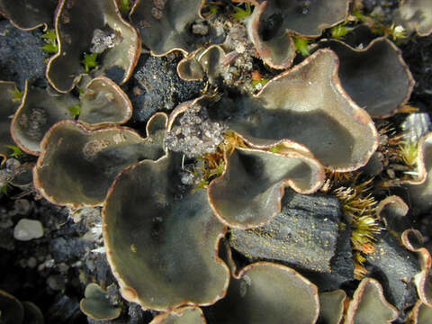 Image of felt lichen