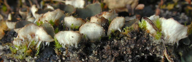 Peltigera didactyla (With.) J. R. Laundon的圖片