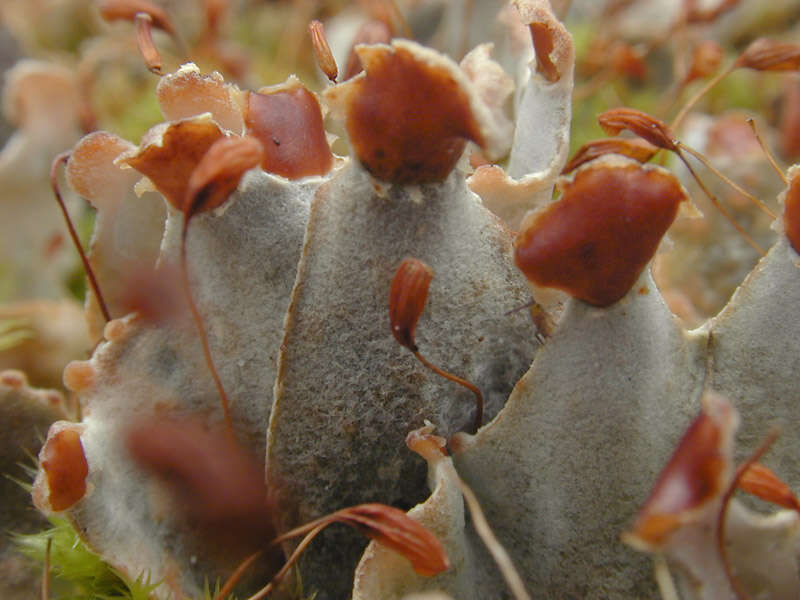 Слика од Peltigera didactyla (With.) J. R. Laundon