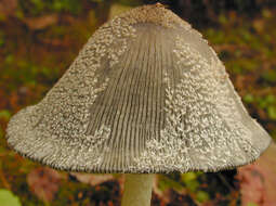 Imagem de Coprinopsis jonesii (Peck) Redhead, Vilgalys & Moncalvo 2001