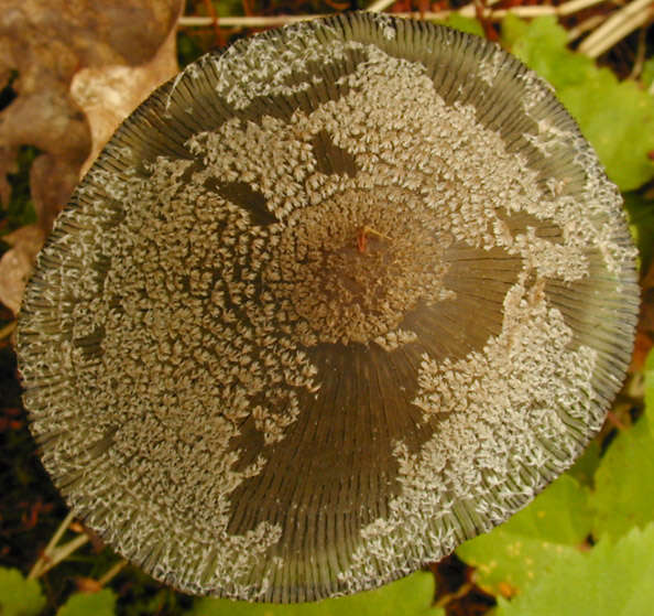 Image de Coprin faux pied-de-lièvre