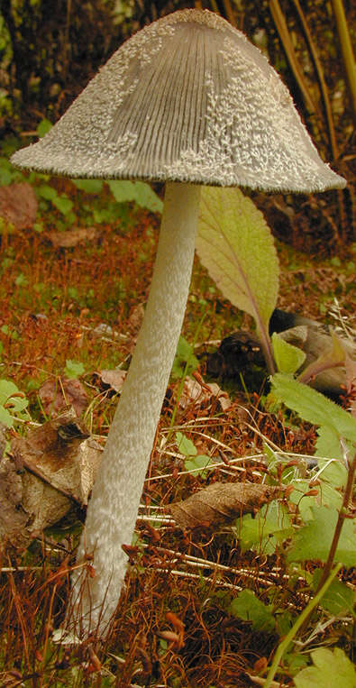 Image de Coprin faux pied-de-lièvre