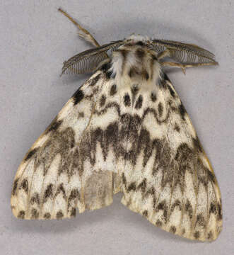 Image of Black Arches