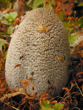 Imagem de Coprinopsis jonesii (Peck) Redhead, Vilgalys & Moncalvo 2001