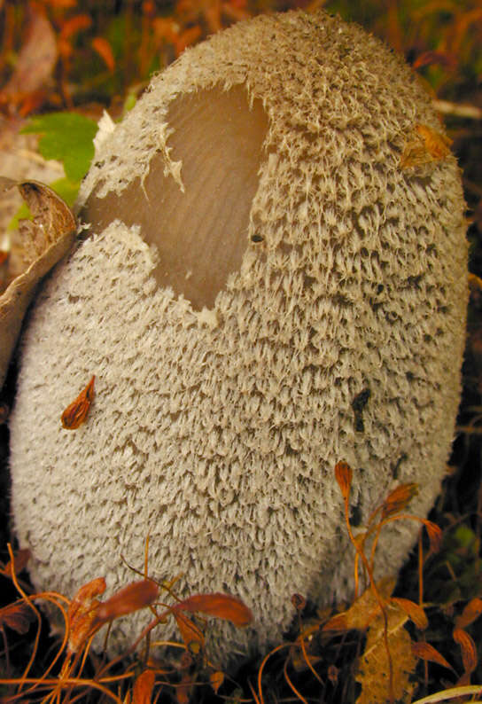 Imagem de Coprinopsis jonesii (Peck) Redhead, Vilgalys & Moncalvo 2001