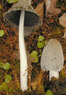 Imagem de Coprinopsis jonesii (Peck) Redhead, Vilgalys & Moncalvo 2001