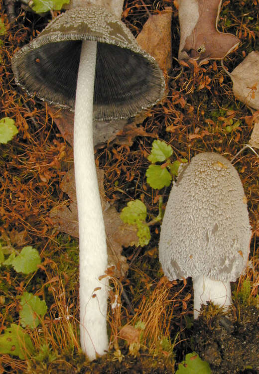 Imagem de Coprinopsis jonesii (Peck) Redhead, Vilgalys & Moncalvo 2001