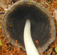 Imagem de Coprinopsis jonesii (Peck) Redhead, Vilgalys & Moncalvo 2001