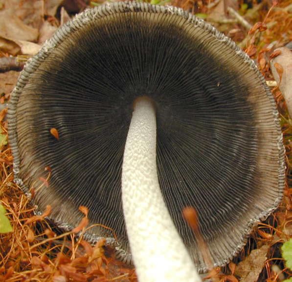 Image de Coprin faux pied-de-lièvre