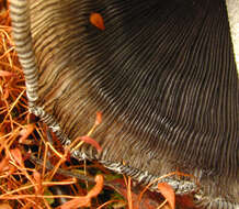 Imagem de Coprinopsis jonesii (Peck) Redhead, Vilgalys & Moncalvo 2001