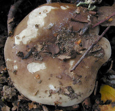 Image of Russula densifolia Secr. ex Gillet 1876