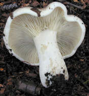 Image of Russula densifolia Secr. ex Gillet 1876