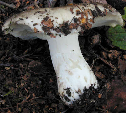 Image of Russula densifolia Secr. ex Gillet 1876