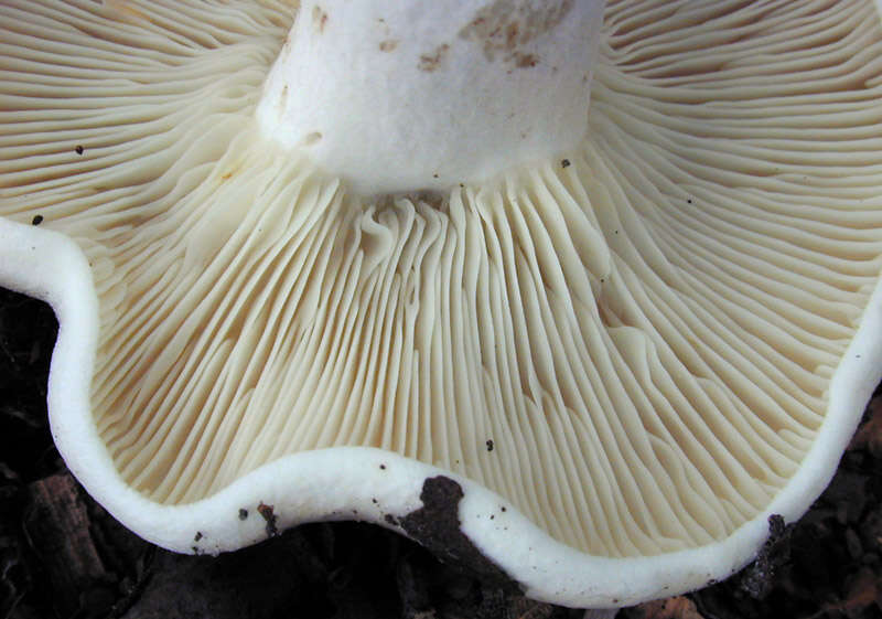 Image of Russula densifolia Secr. ex Gillet 1876