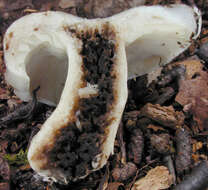 Image of Russula densifolia Secr. ex Gillet 1876