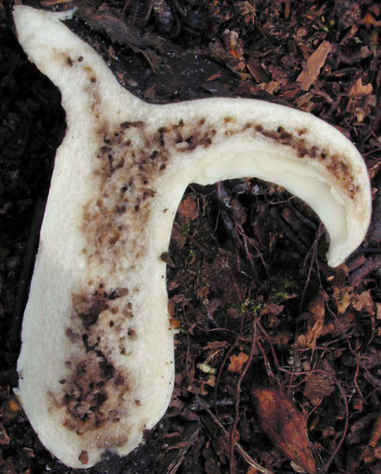 Image of Russula densifolia Secr. ex Gillet 1876