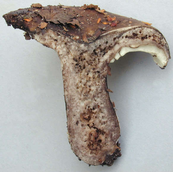 Image of Russula densifolia Secr. ex Gillet 1876