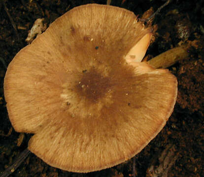 Image of Pluteus plautus (Weinm.) Gillet 1876