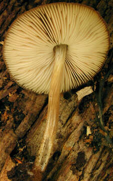 Image of Pluteus plautus (Weinm.) Gillet 1876