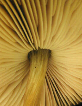 Image of Pluteus plautus (Weinm.) Gillet 1876