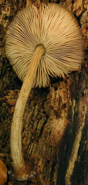 Image of Pluteus plautus (Weinm.) Gillet 1876