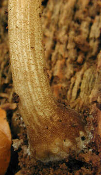 Image of Pluteus plautus (Weinm.) Gillet 1876