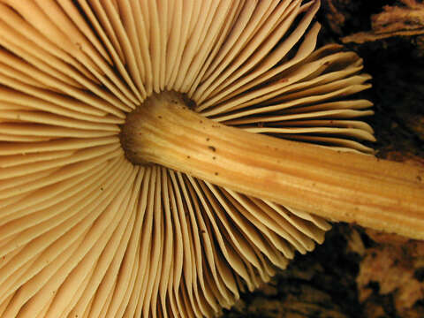 Image of Pluteus plautus (Weinm.) Gillet 1876