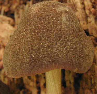 Image of Pluteus plautus (Weinm.) Gillet 1876