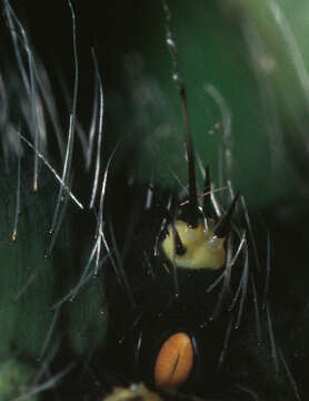 Image of Saturnia subgen. Eudia Jordan 1911