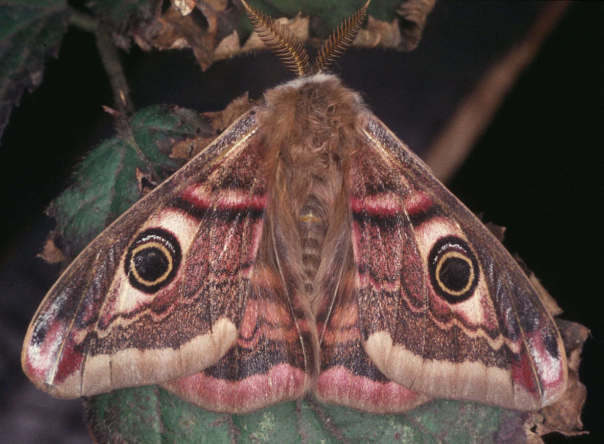 Image of Saturnia subgen. Eudia Jordan 1911